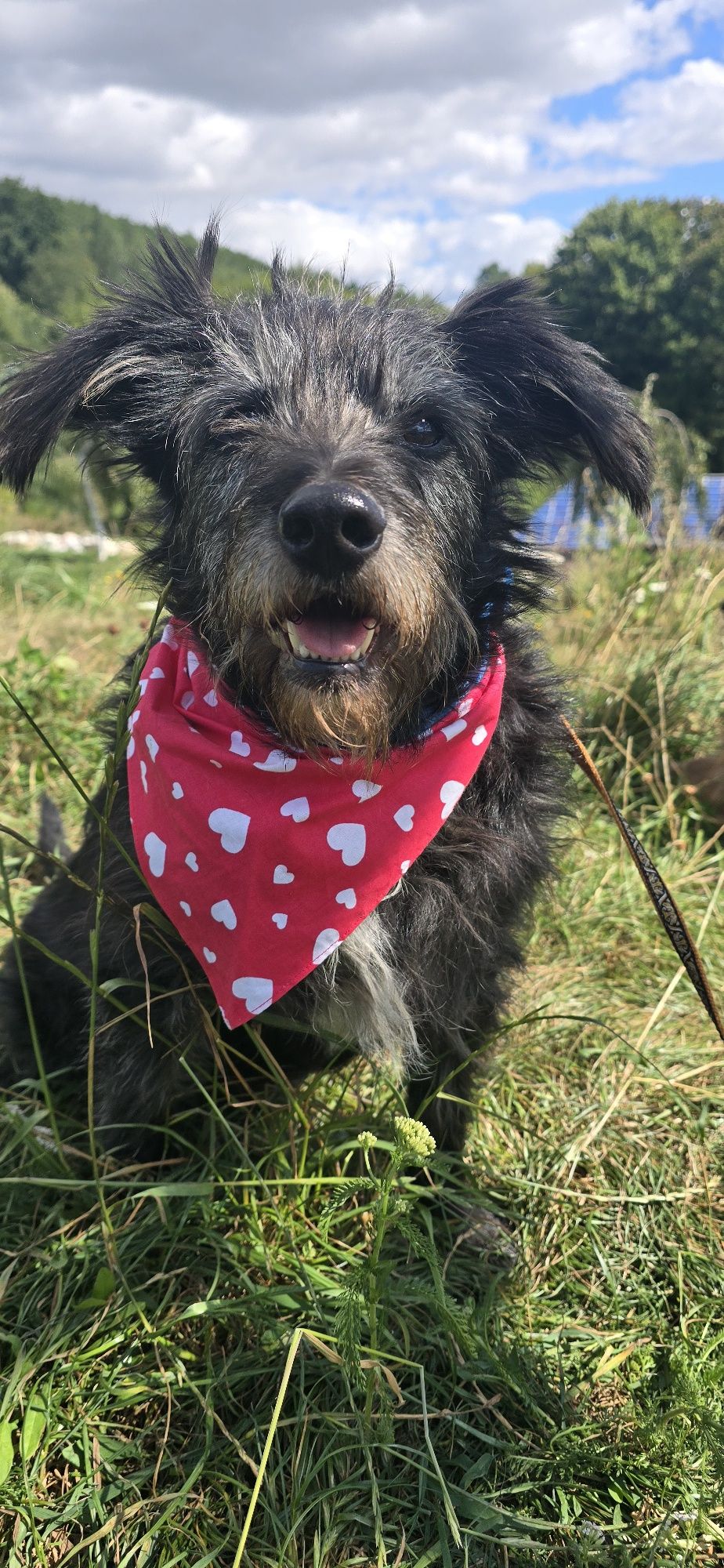 Do adopcji około 5letni samiec