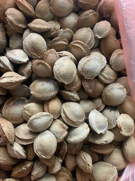 косточка алычи и абрикоса