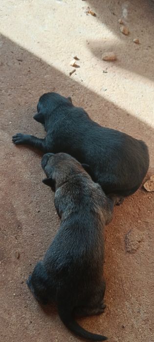 Wolfdog checo X pastor belga