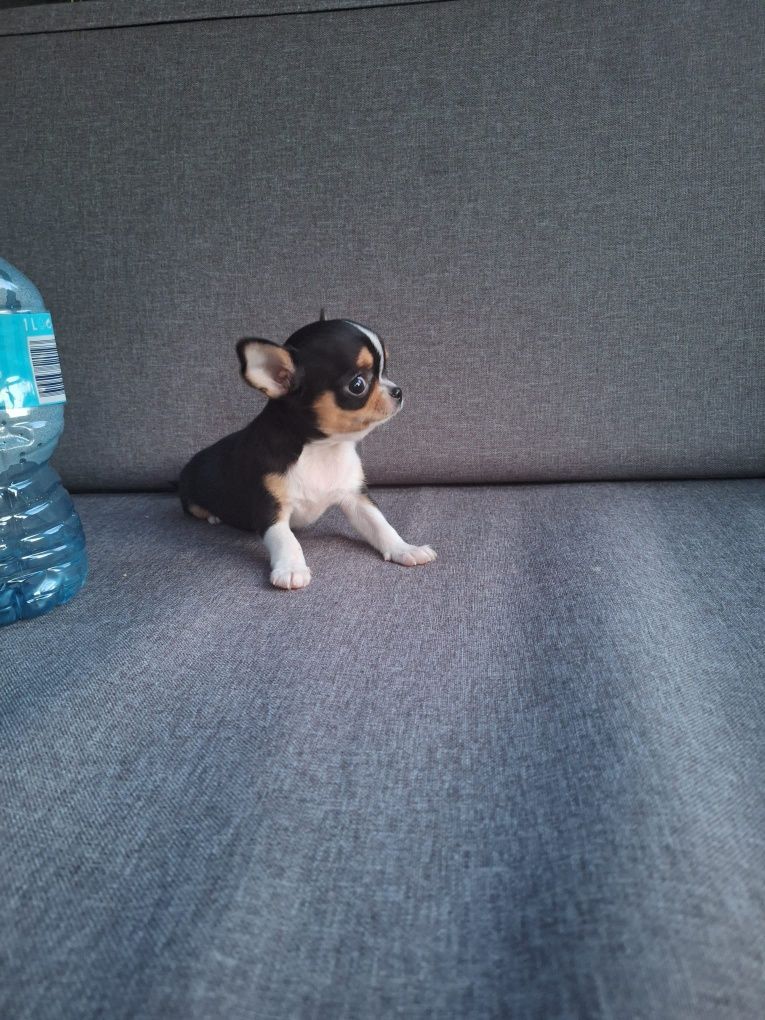 Chihuahua suczka mini