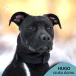 Hugo szuka doświadczonego domu! OTOZ Animals Schronisko Ciapkowo