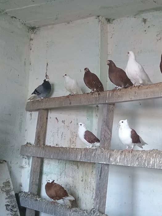 Sprzedam gołębie krakowiaki