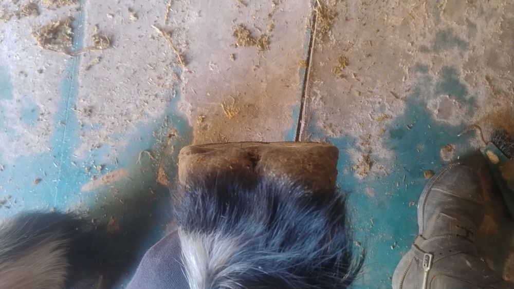 Aparo / Recorte de Cascos de Cavalo em Barefoot