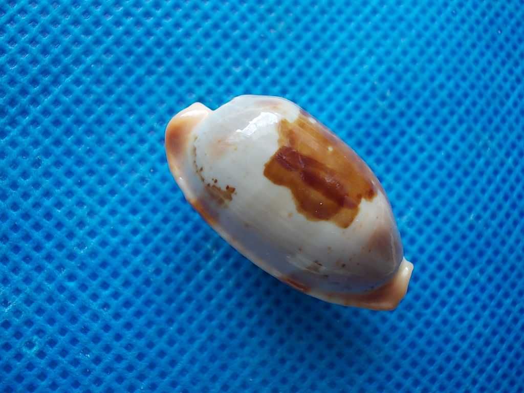 Muszle morskie- Cypraea stolida