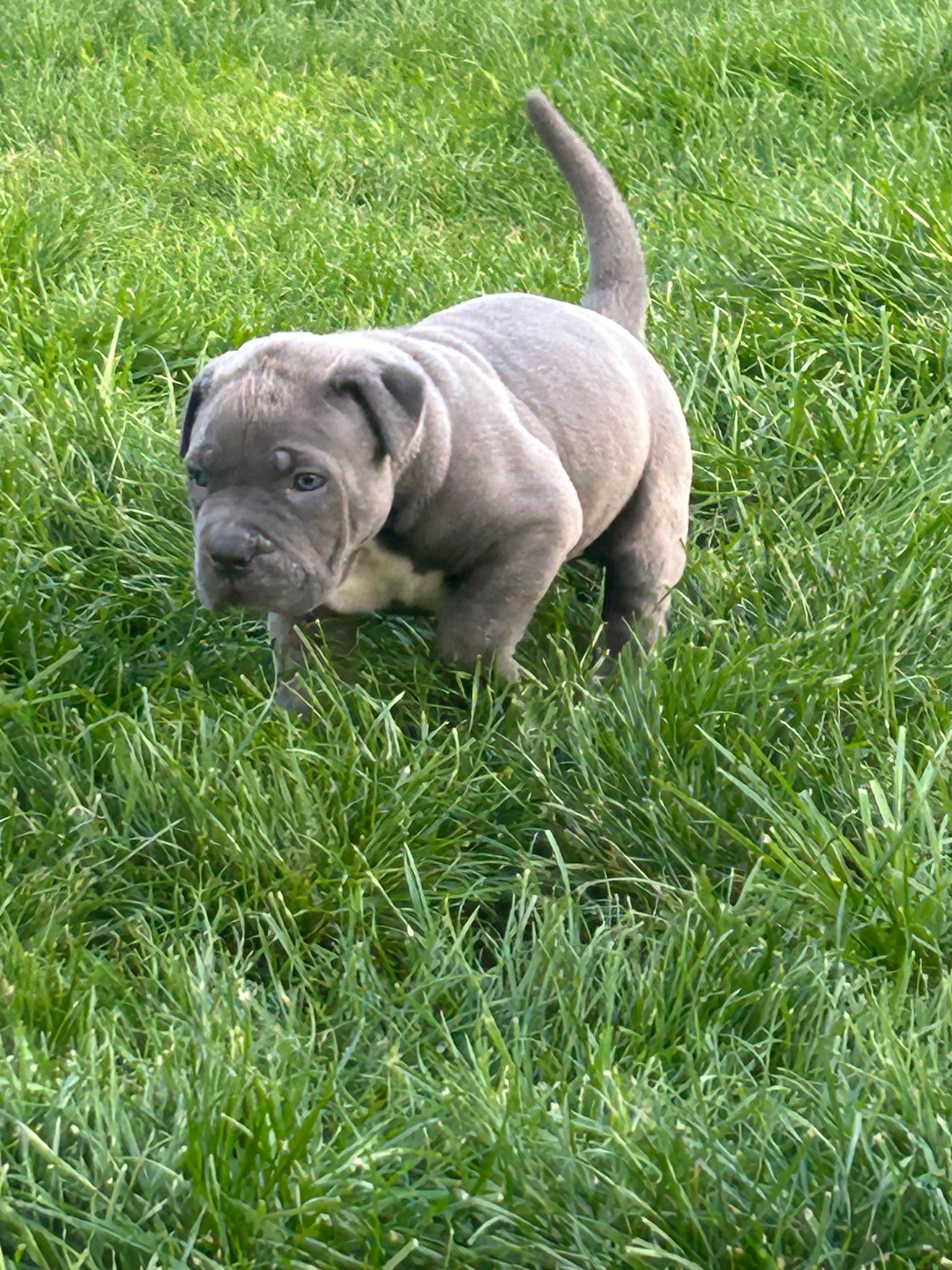 American Bully Xl chłopiec