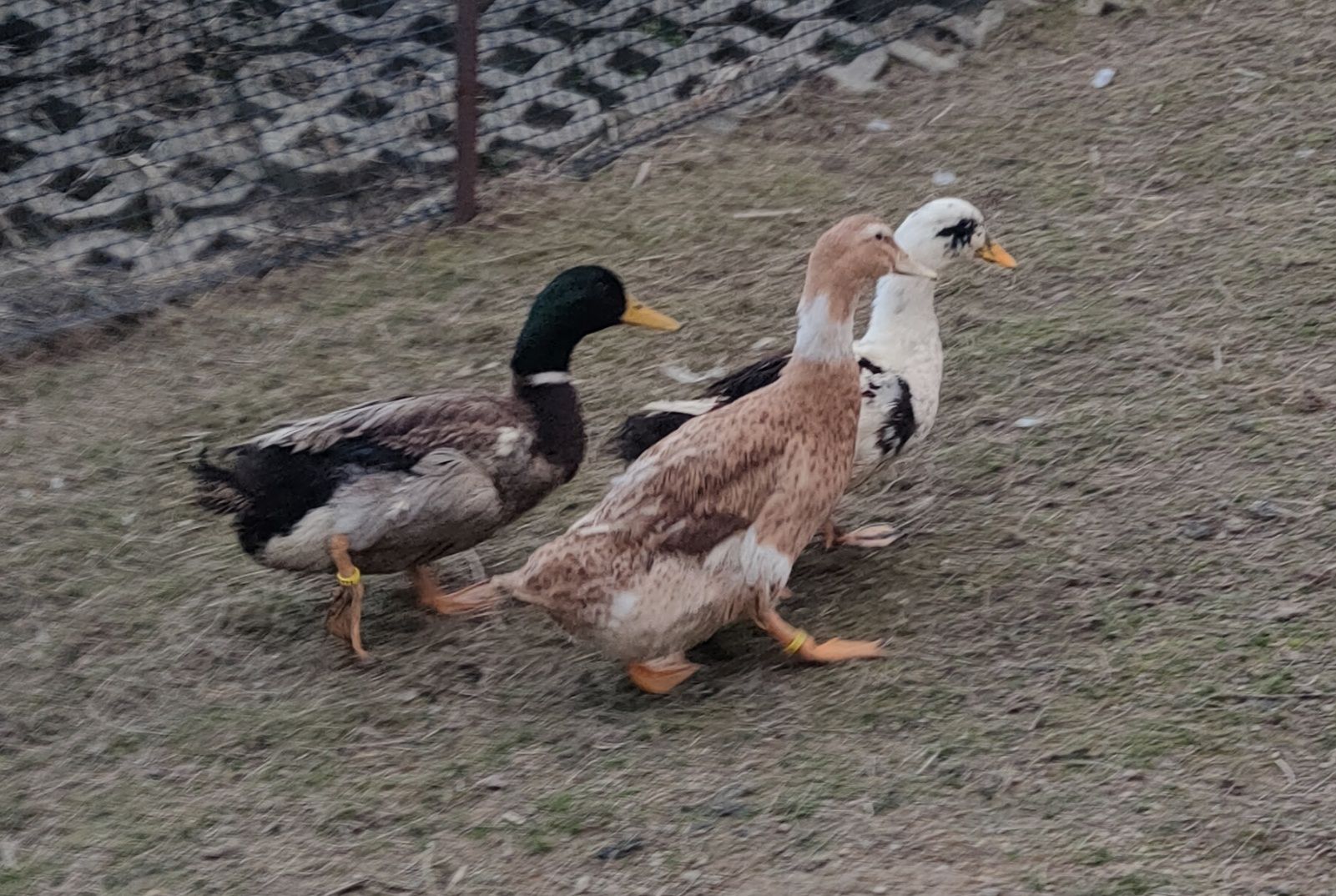 Kaczki staropolskie  (obrączkowane)