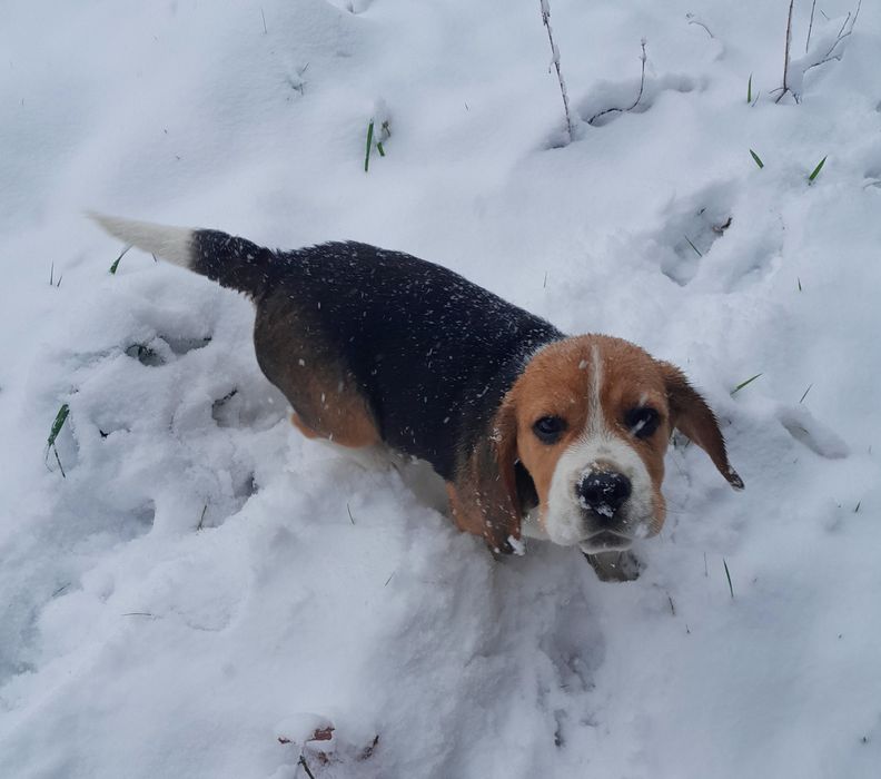Beagle szczeniak ZKwP (FCI)