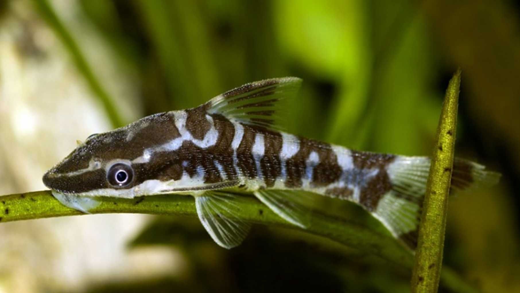 Otosek zebra - Otocinclus cocama - Otos - zjada glony - dowóz, wysyłka