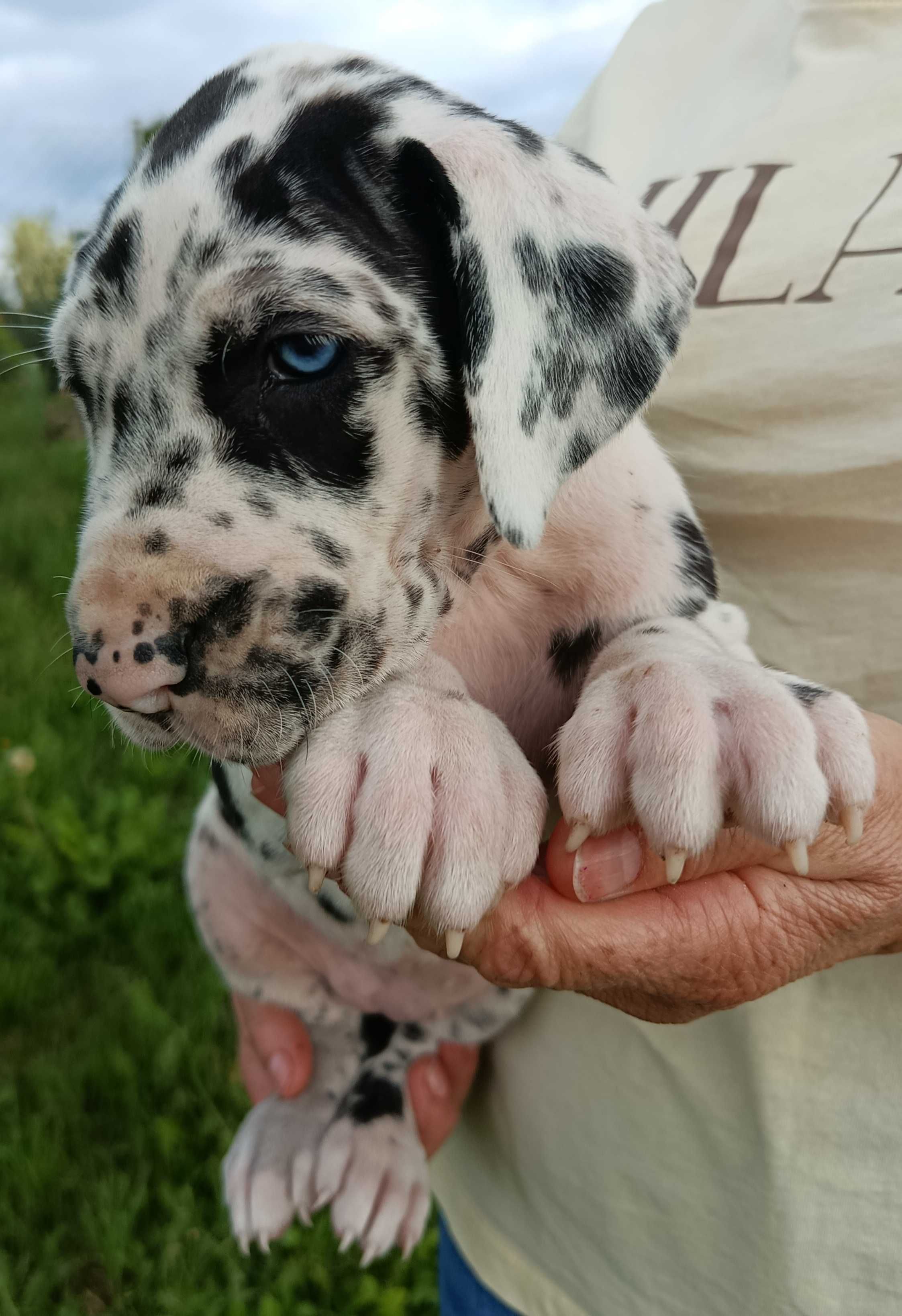 Dog niemiecki suczka