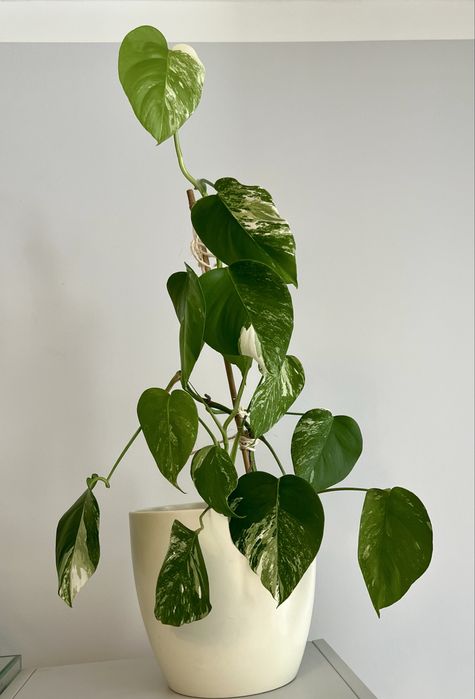 Monstera variegata wybarwiona, 2 sadzonki