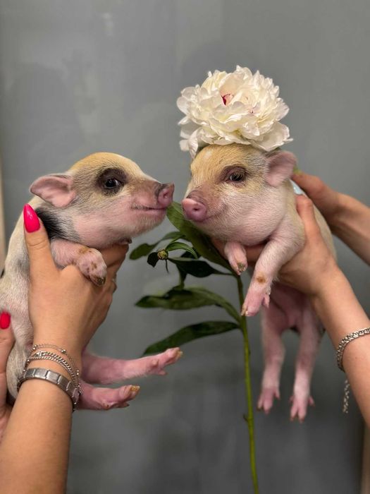 Міні піг плямисті малюки, міні свинки поросята