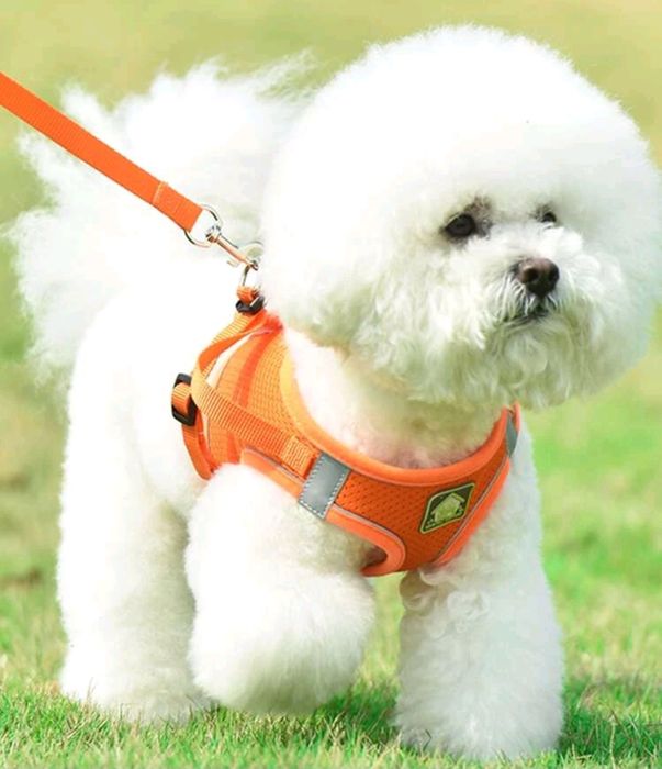 Conjunto De Arnês e trela