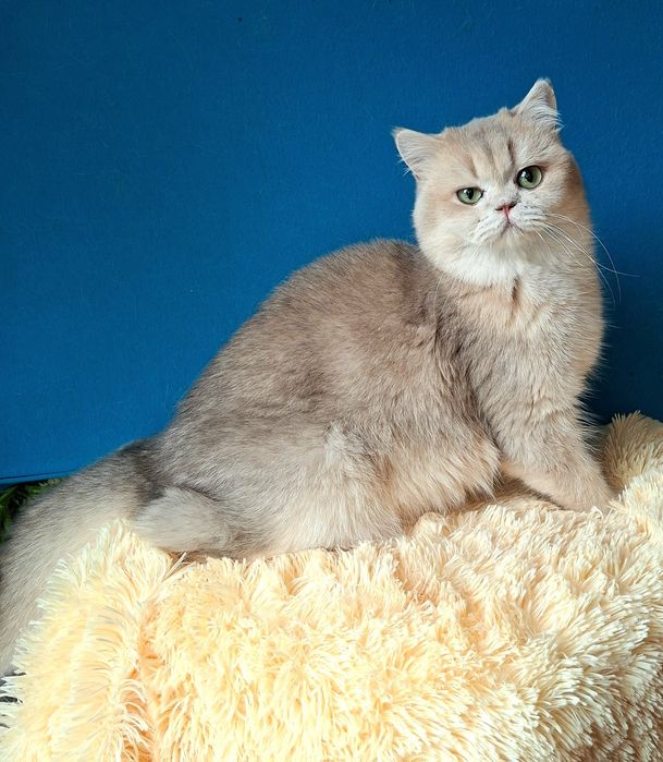 Продажа  котиков в домашние  любимцы