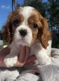 Samczyk Cavalier King Charles Spaniel