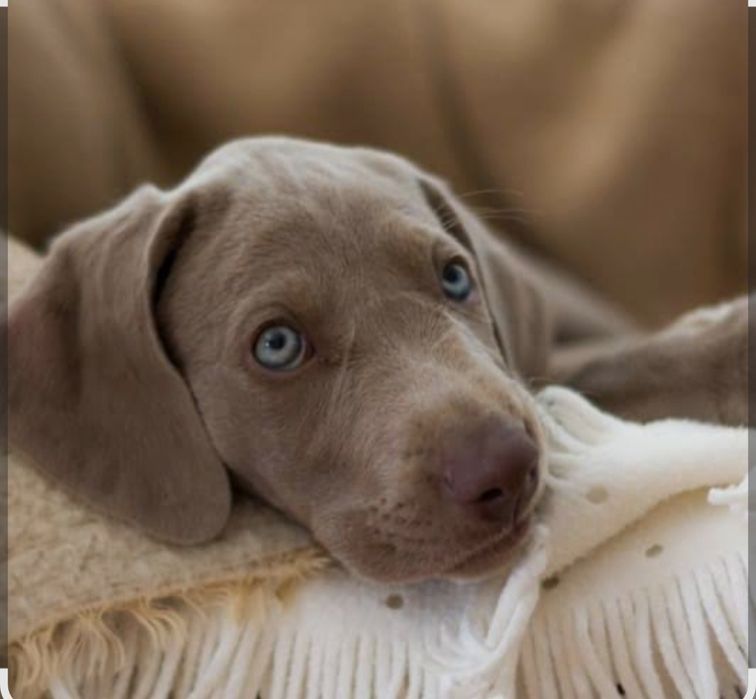 Wyżeł weimarski szczeniak