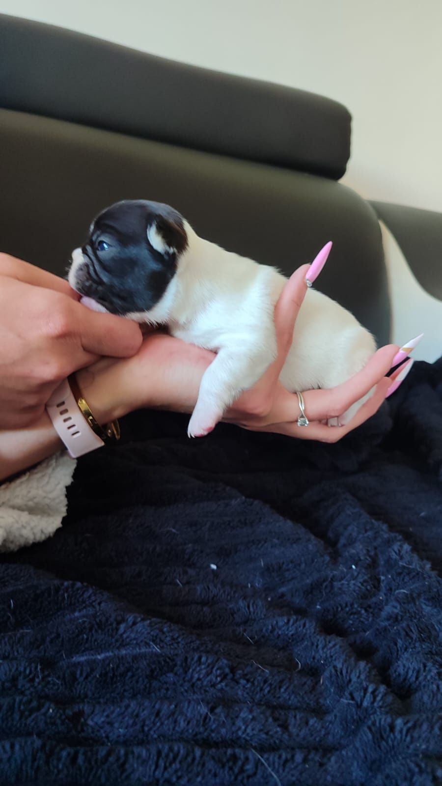 Buldog francuski FCI ZKwP