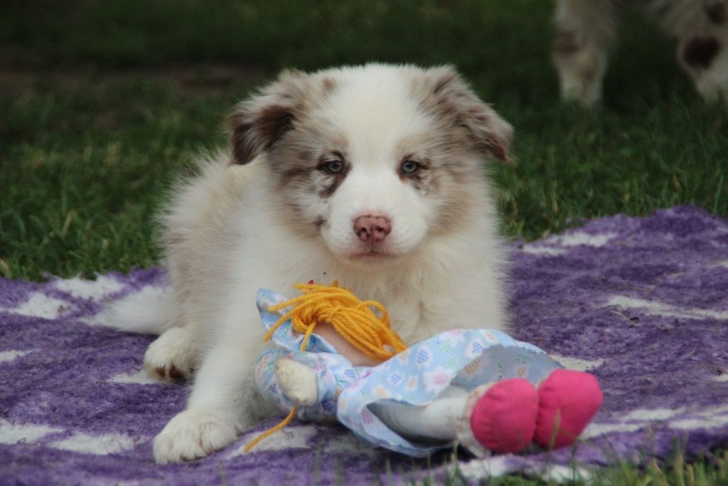 Border Collie cudowny chłopiec .