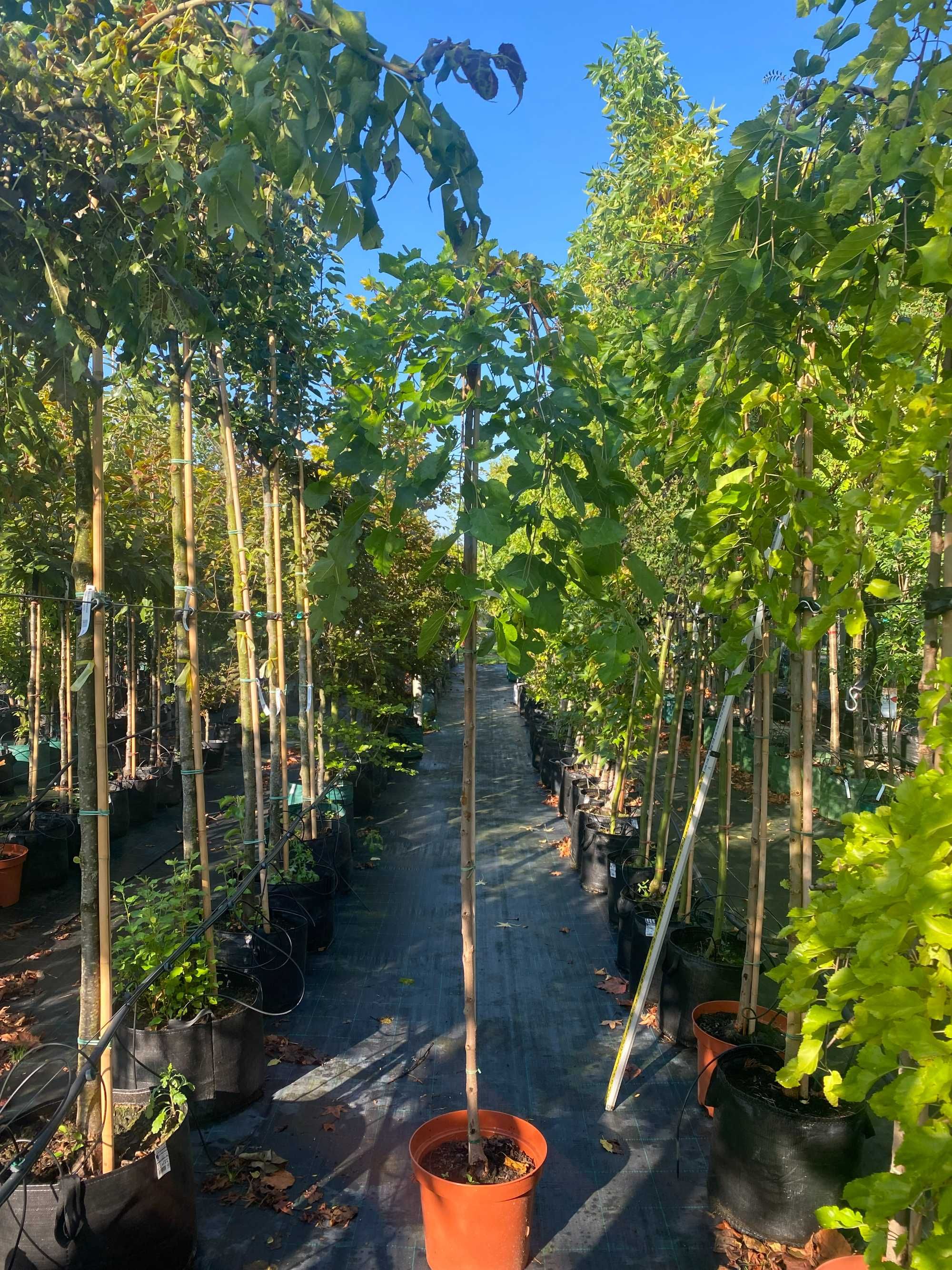 Morwa biała PENDULA Pa180