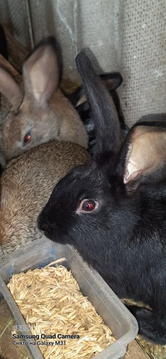Продаю дуже гарних крольчих Полтав.срібло і Хіплус