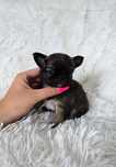 Mini Długowłosy Piesek Chihuahua