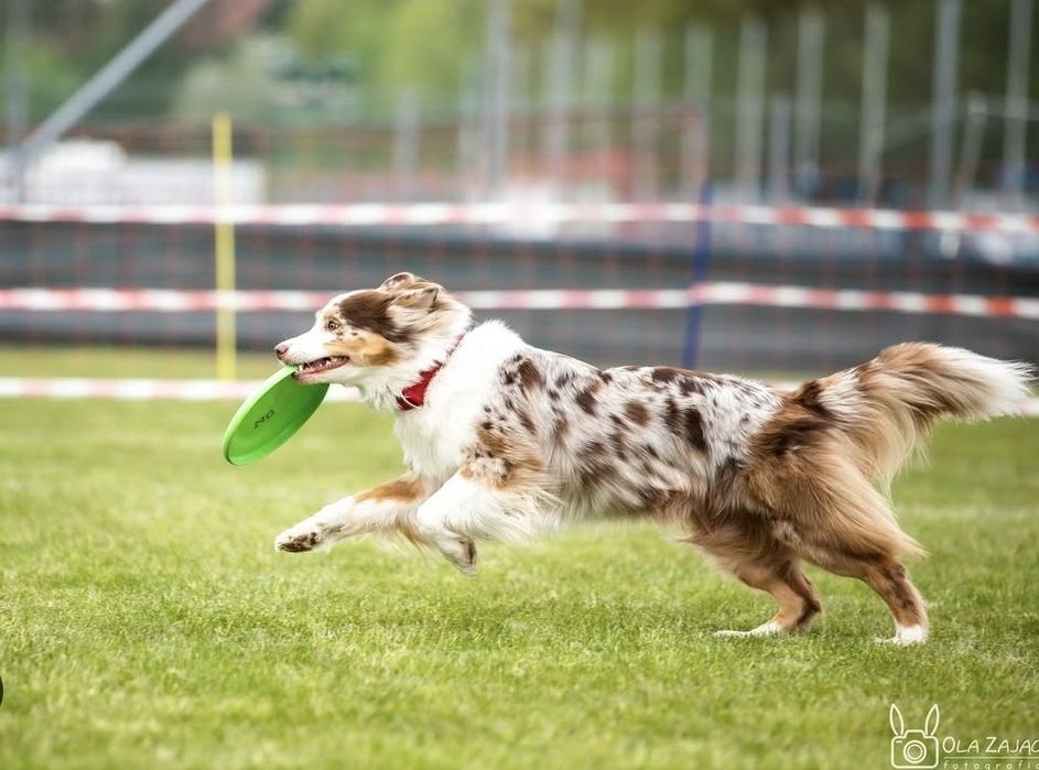 Owczarek australijski merle suczka ZKwP FCI