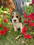 Piękny Szczeniak Beagle Tricolor