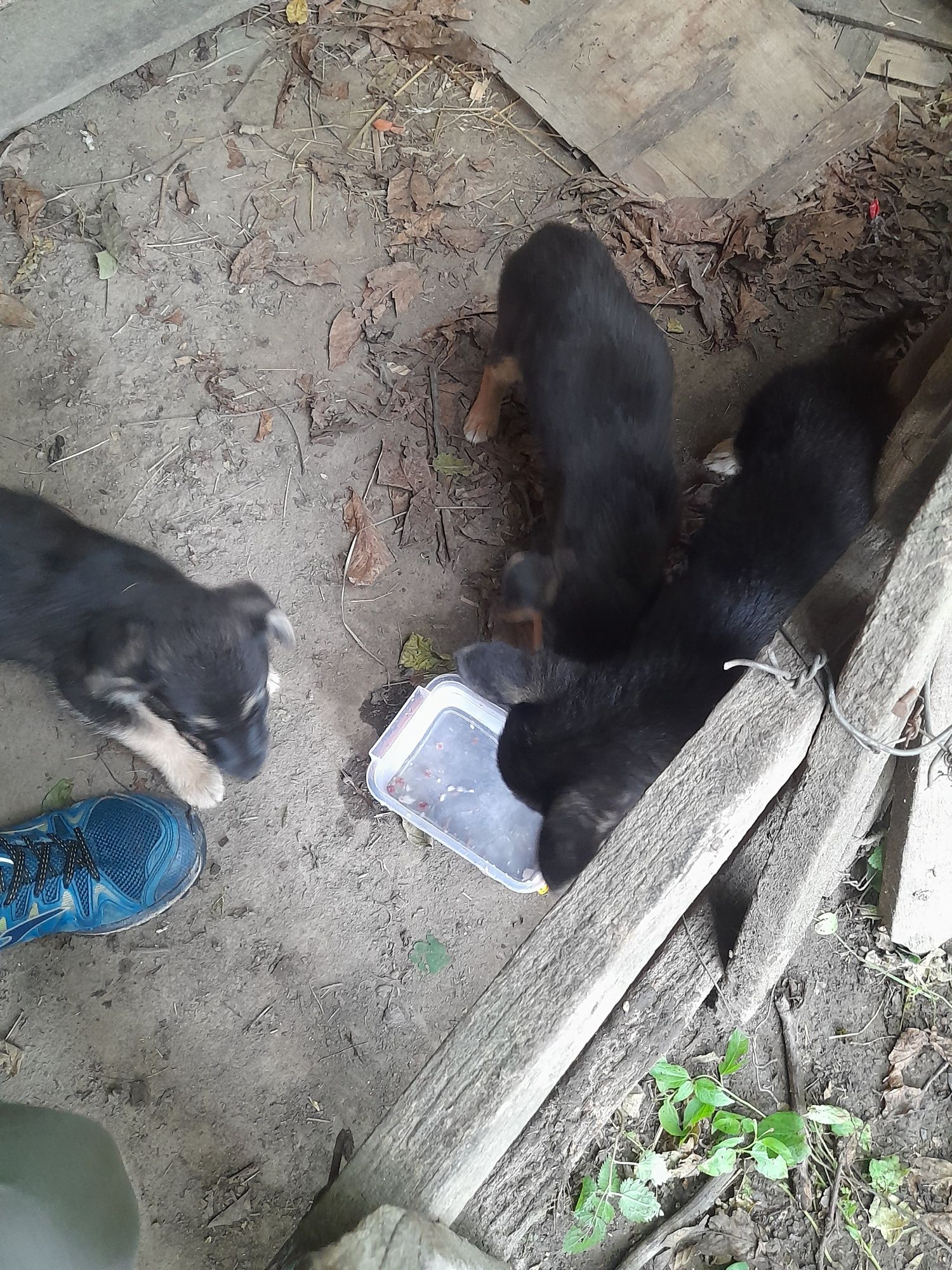 Віддам цуциків у добрі руки