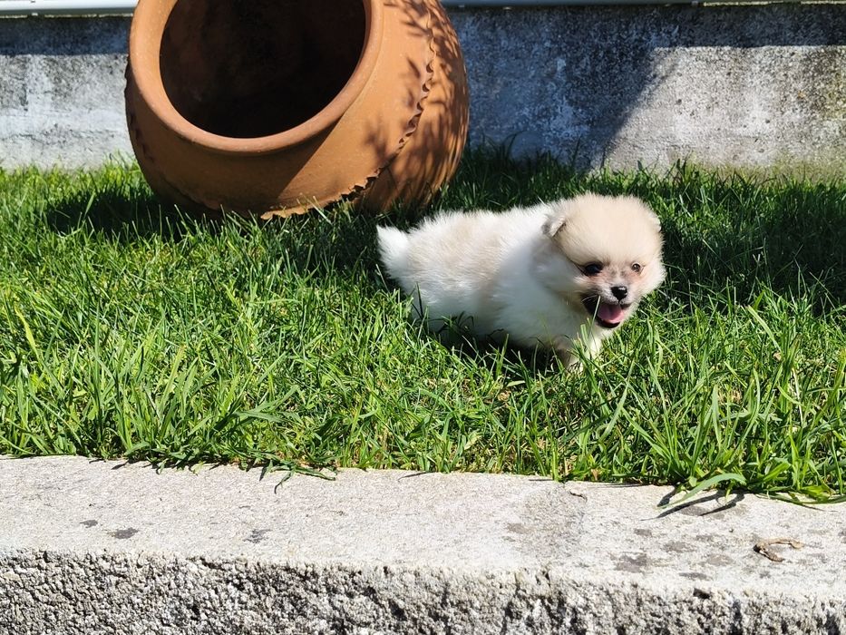 Spitz alemão machinho