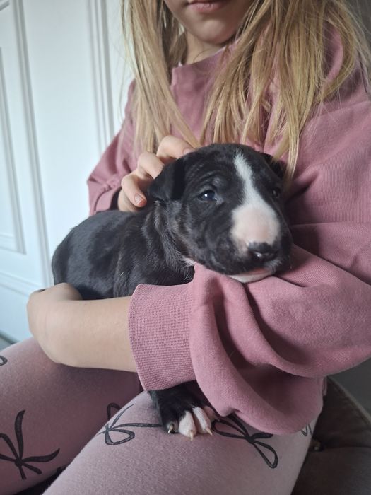 Bullterier standard FCi samiec