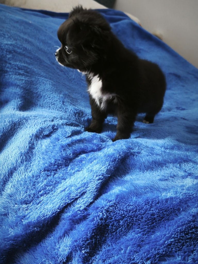 chihuahua długowłosa
