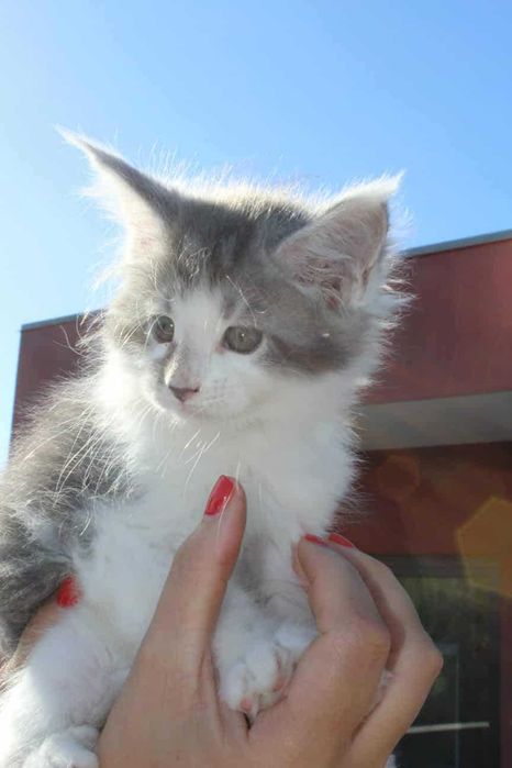 Macho Maine Coon