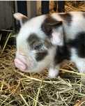 Leitões kunekune porcos dóceis de raça pequena e rara