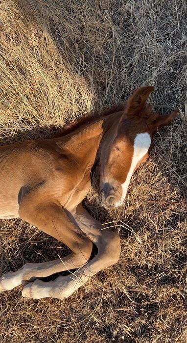 garanhao de quase 3,5 anos
