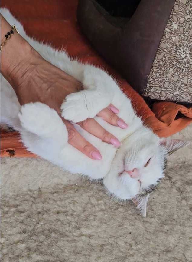 Lusia   najmilsza koteczka na świecie