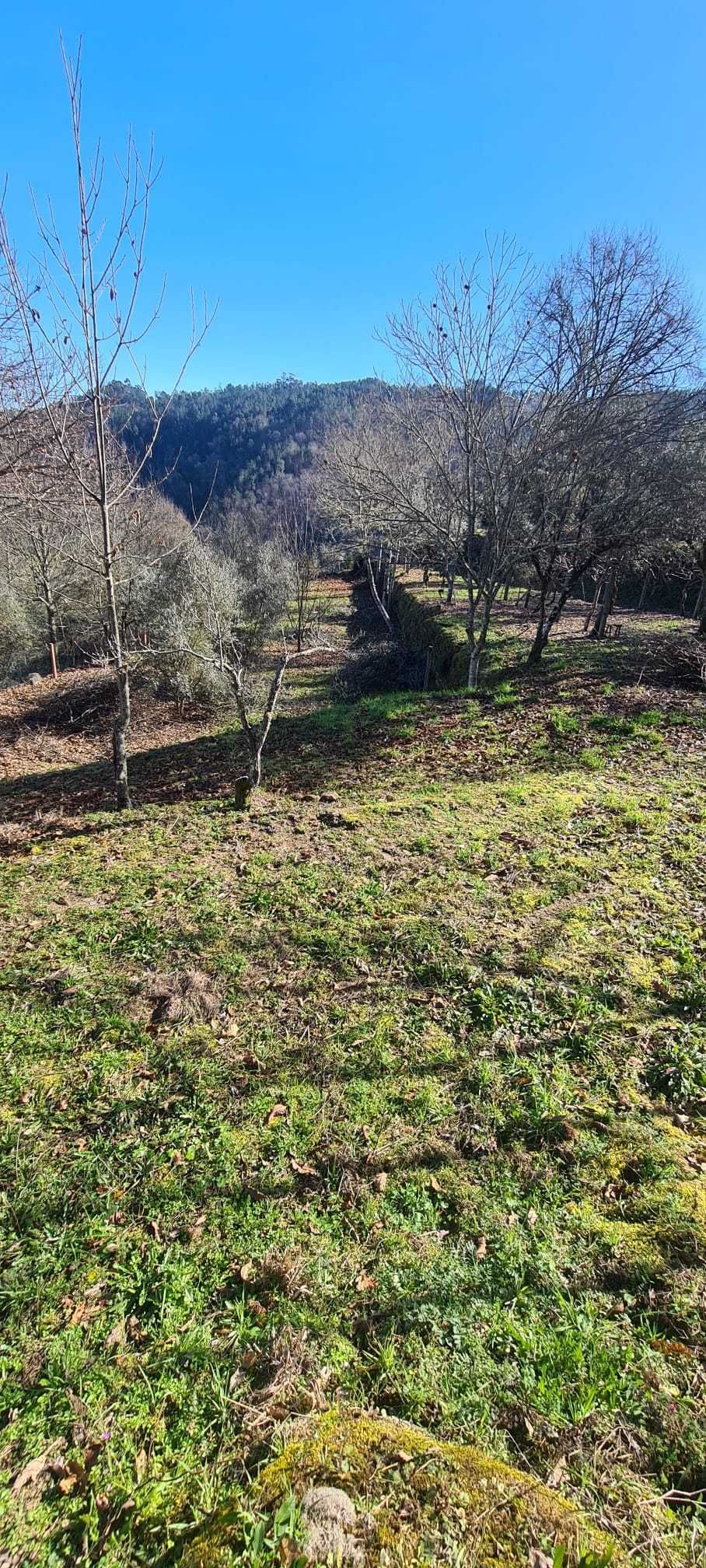 Quinta com 3.000 m2, com Ruínas em Pedra para Restaurar e Pomar