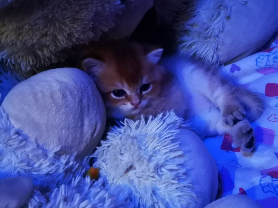 Котята  Британская золотая. Бронь.