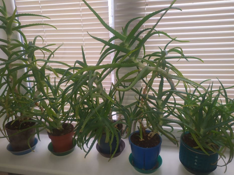 Алое-Столетник Лечебный