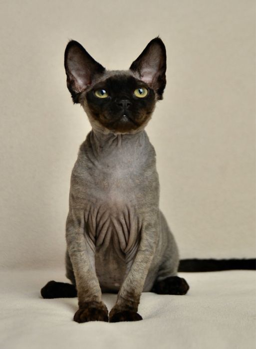 Чорний хлопчик девон рекс