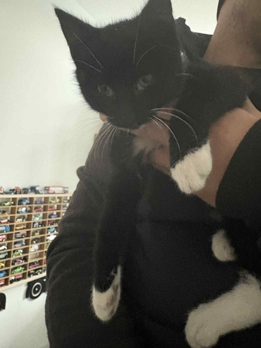 Kocurek wypatruje domku