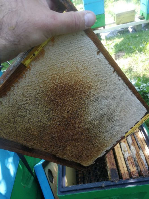 Odkłady pszczele ramka wielkopolska