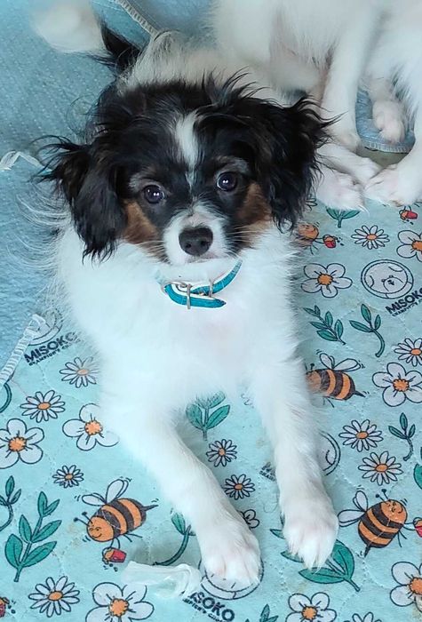 Piesek phalen / papillon ZKwP/FCI