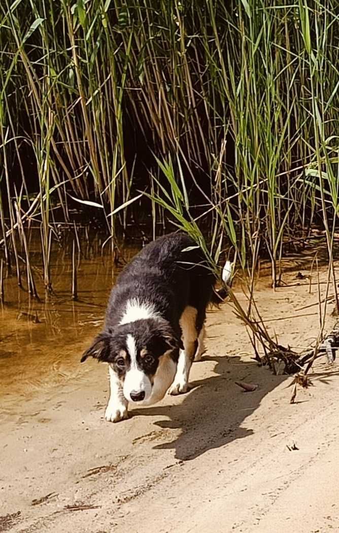 Border collie suczka