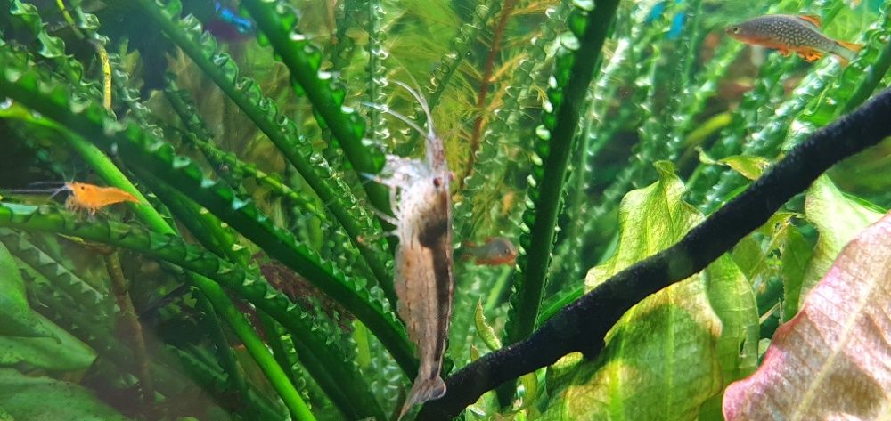 Креветки Амано (Caridina multidentata)