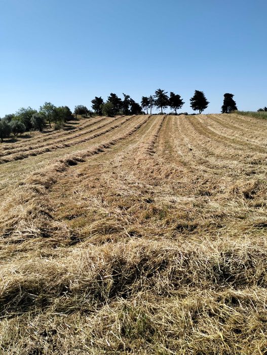 Feno de azevem de muito boa qualidade. Com possibilidade de transporte