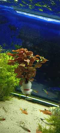 Ludwigia repens Red