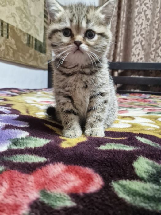 Продам шотландських котят