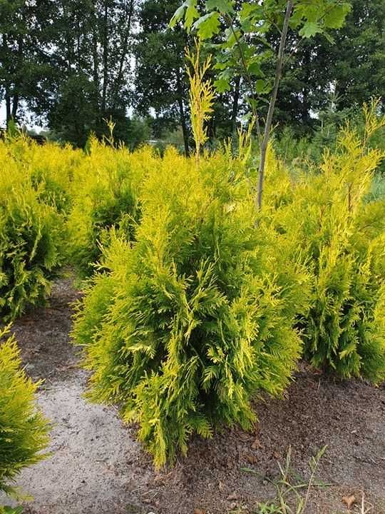 Thuja Smaragd/ Tuja Szmaragd 180-200 cm ładne, grube