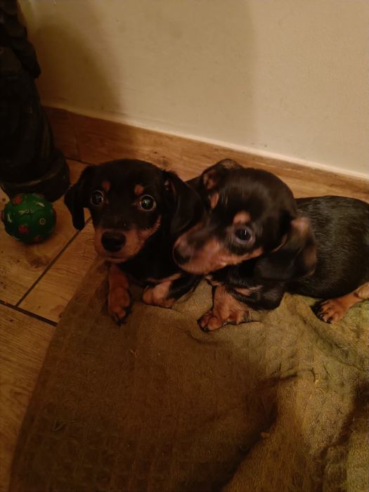 Oddam pieski w dobre ręce