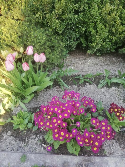 Sadzonki pierwiosnków mix 10 sztuk