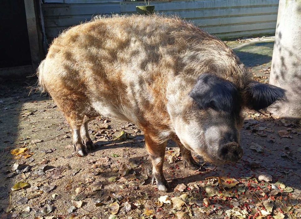 Porca mangalista e porco capado